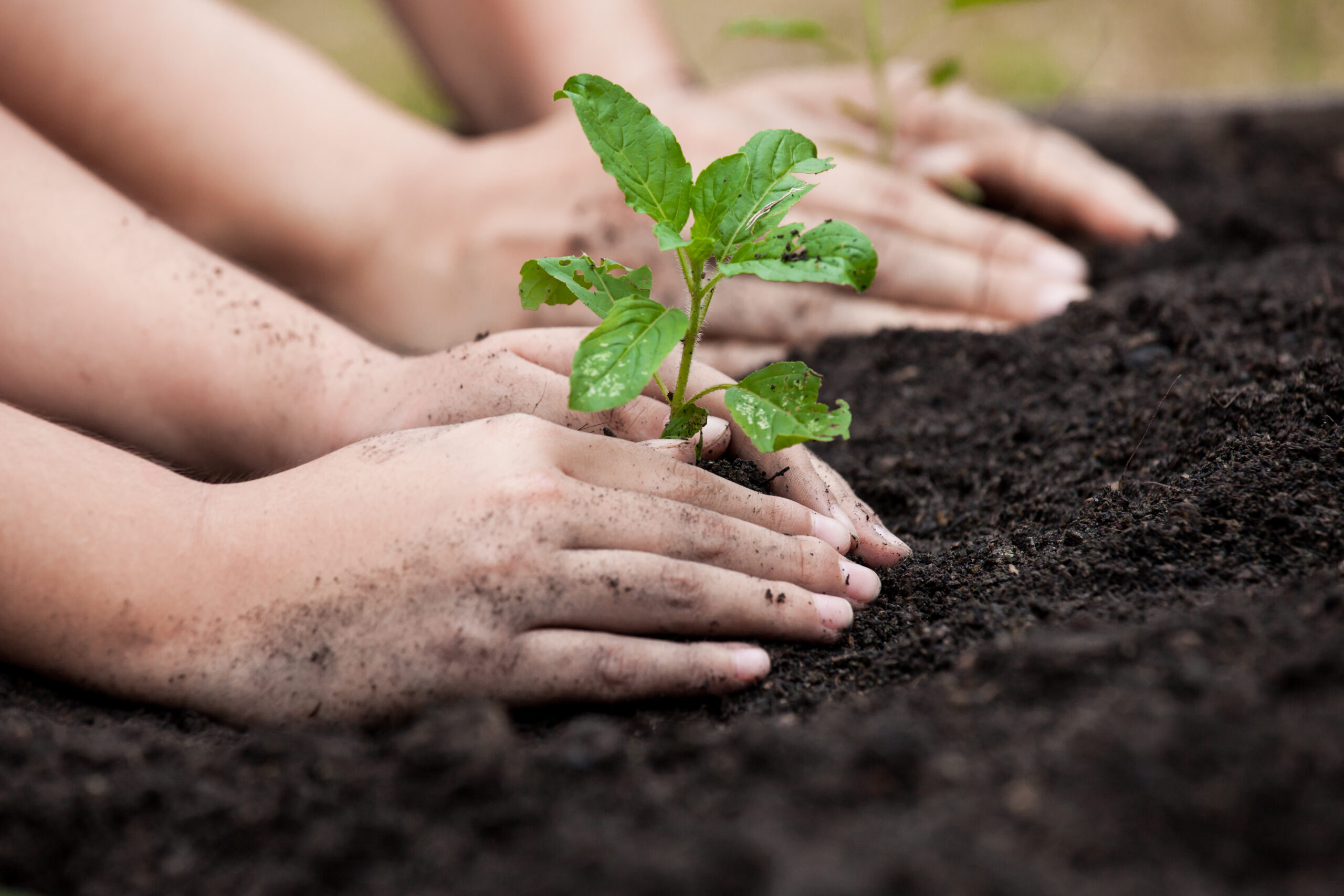 Child and parent hand planting young tree on black soil together